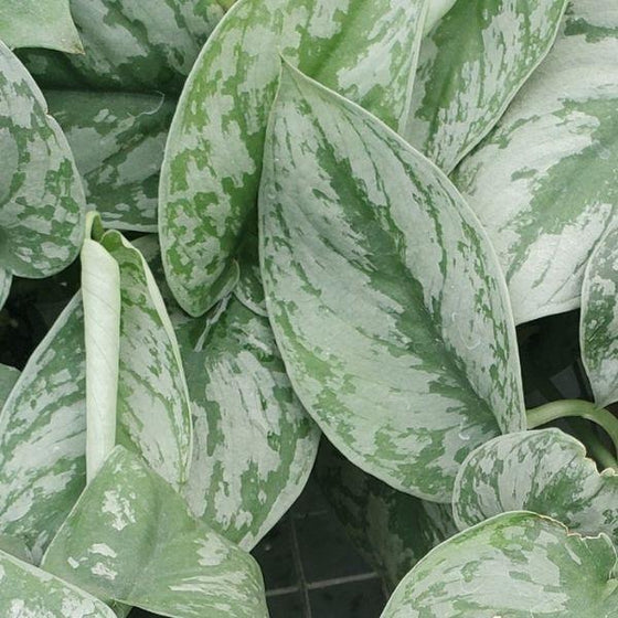 Scindapsus Pictus 'Exotica' close up of silver and green variegated leaves