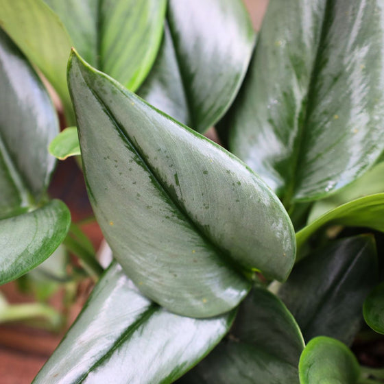 scindapsus treubii moonlight silvery foliage