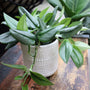 scindapsus treubii moonlight trendy tropical houseplant