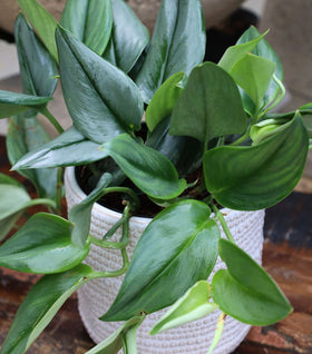 Scindapsus Treubii Moonlight