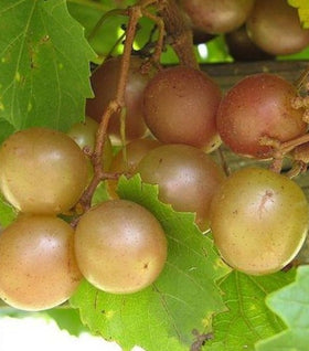 Scuppernong Grape Vines