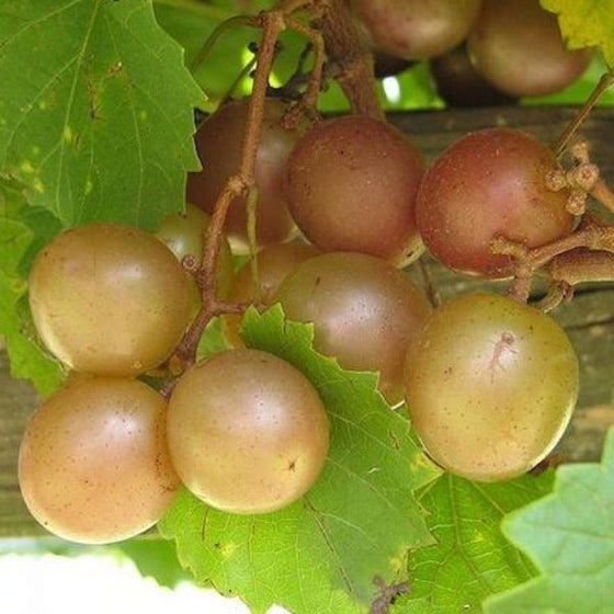 scuppenong grapes gold muscadine grapes southern fox grapes native fruit
