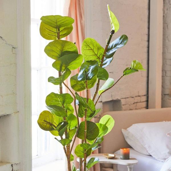 sea grape vs fiddle leaf fig Sea Grape Plants