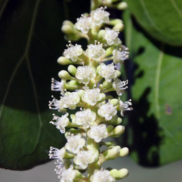 sea grape indoor plant care Buy Sea Grape Plants Online