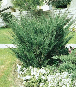Sea Green Juniper