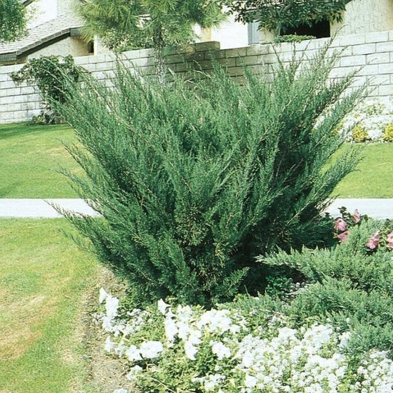 juniper shrubs