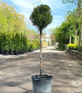 Sea Green Juniper One Ball Topiary