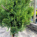 close look at the bright green foliage of the sea green juniper one ball topiary
