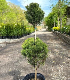 Sea Green Juniper Two Ball Topiary