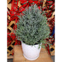 holiday lavender topiary