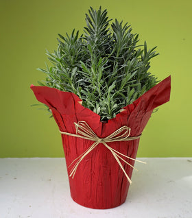 Seasonal Lavender Topiary