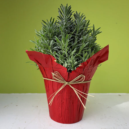 Lavender Topiary for Sale