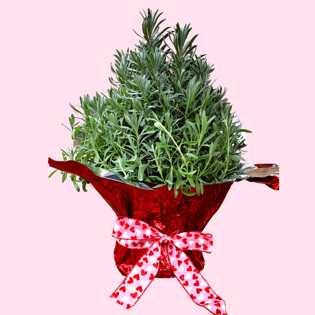 christmas lavender plant Lavender Topiary for Sale