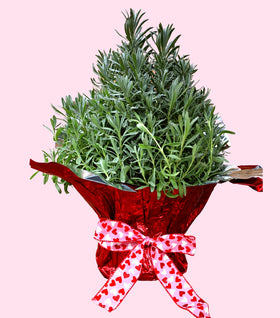 Seasonal Lavender Topiary