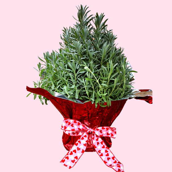 seasonal lavender topiary decorated for valentines day