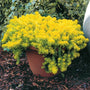 Sedum angelina gron in a container