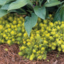 Angelina Stonecrop used as an edger around hostas