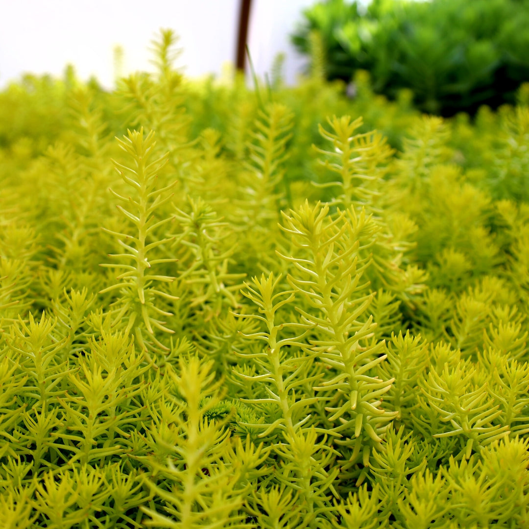 angelina succulent Sedum | Angelina Stonecrop