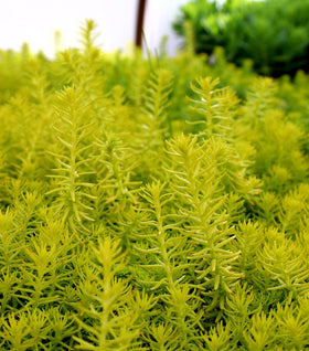 Sedum Angelina