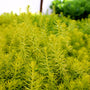 highlighter yellow drought tolerent sedum perennial groundcover