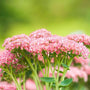 sedum autumn fire has pink flower clusters