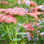 sedum autumn flower in a mixed garden