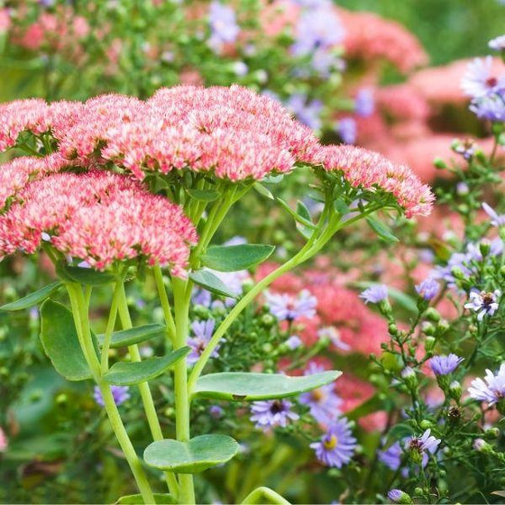 sedum autumn flower in a mixed garden