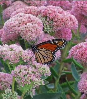 Sedum Autumn Fire