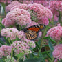 Sedum Autumn Fire attracts butterflies