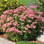 pink blooming sedum autumn joy in the mixed border garden