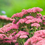 Sedum Autumn Joy pink blossoms in the garden