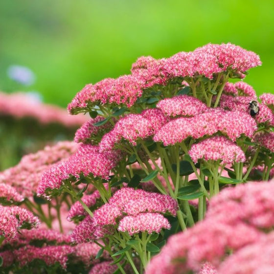 Sedum Autumn Joy pink blossoms in the garden