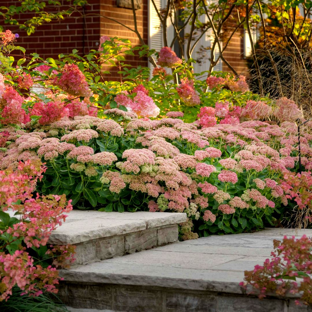 succulent autumn joy Autumn Joy Sedum