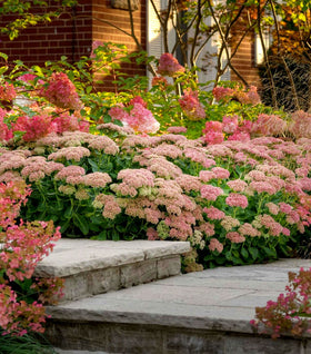 Sedum Autumn Joy