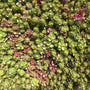 Sedum fuldaglut stoncrop groundcover