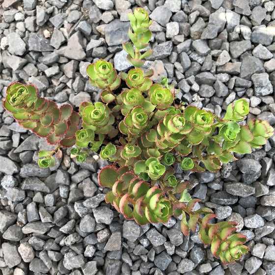 sedum fuldglut in a rock garden