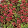 red flowers of Sedum fuldglow