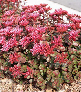 Sedum Fuldaglut