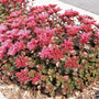 Sedum fuldaglut red clumping flowers