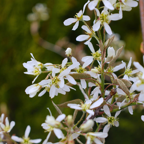 close up view of white serviceberry blooms in spring