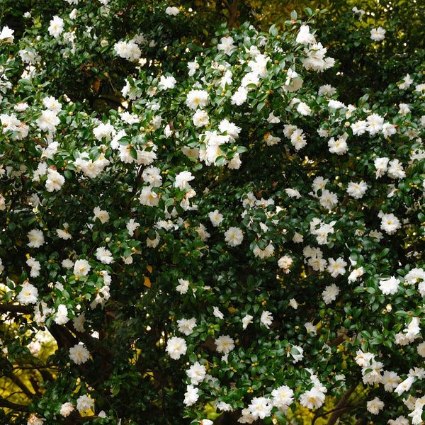 Setsugekka Camellia for Sale