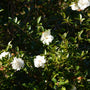 Young Setsugekka Camellia shrub in bloom with lustrous evergreen foliage
