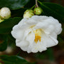 Close up of ruffled pure white petals on Setsugekka Camellia shrub