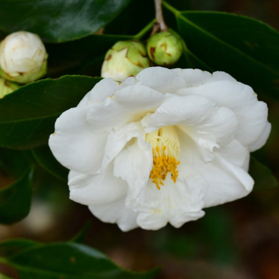 Close up of ruffled pure white petals on Setsugekka Camellia shrub