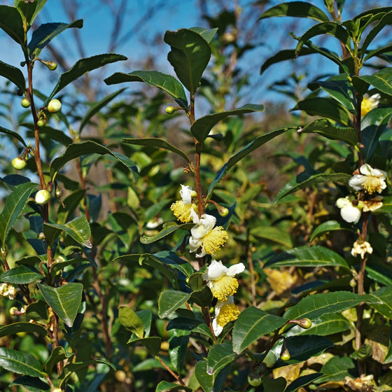 Japanese Camellia Setsugekka growing in mass in a sunny location