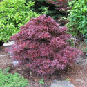 Shaina Japanese Maple growing in a landscape bed with dense red foliage and a compact upright habit