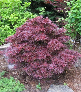 Shaina Japanese Maple