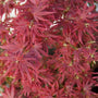 bright red leaves of the Shaina Japanese Maple Trees