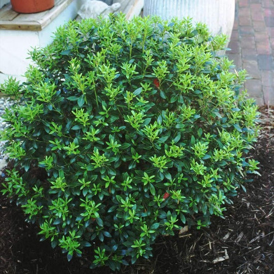 Bright evergreen foliage of a shamrock holly in spring