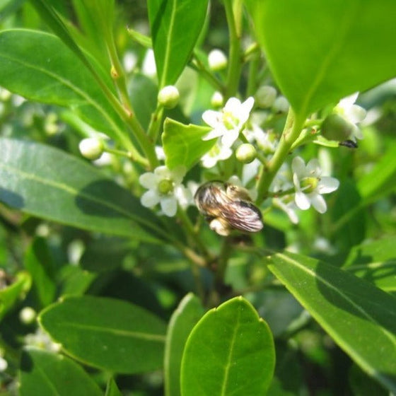 A honey bee enjoying the white flowers of Shamrock Inkberry Holly